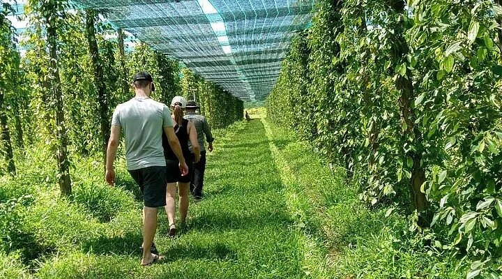 Paper plantation in Kampot